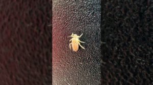 Клещи в парке 🐞