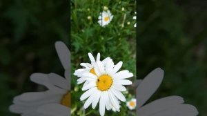 Ромашек нежные цветы...