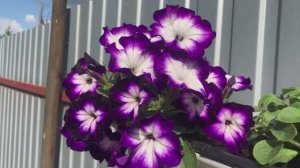 3 причины ИЗМЕНЕНИЯ ЦВЕТА ПЕТУНИЙ.