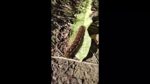 Найди правильную цель и не отклоняйся. Статус