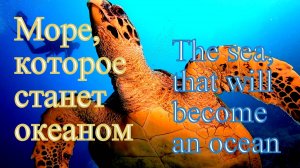 Море, которое станет океаном.