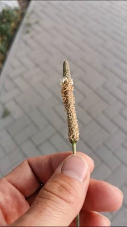 Стручок