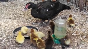 Мама-индоутка с утятами. Залипательное видео 🥰😍🦆