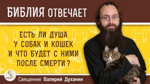 Есть ли душа у собак и кошек и что будет с ними после смерти ? Священник Валерий Духанин