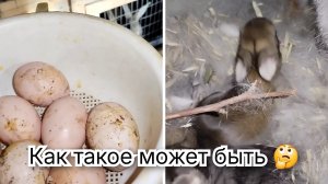 2 окрола в одном гнезде / загадка в курином гнезде / влог эко фермы