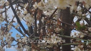 прогулка по питомнику растений