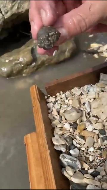 Процесс добычи мелких аммонитов в речке!#shorts#travel#палео смотреть онлайн
