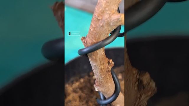 Обрастание проволоки корой фикуса при его формирован?