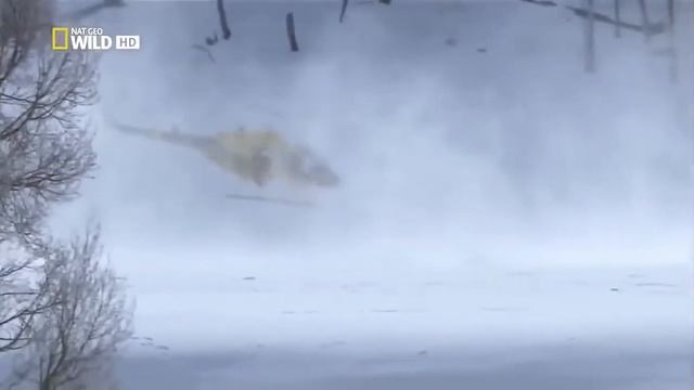 Лесной Супер хищник. смотреть онлайн