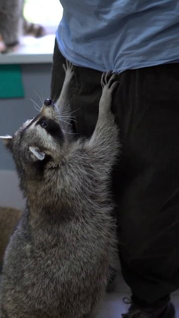 Смешные животные #shorts #енот смотреть онлайн