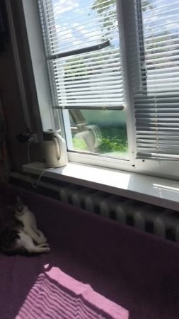 Готовлю Обед с Котиками