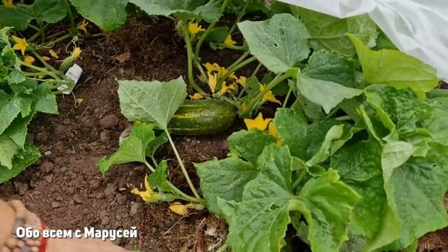 НОВОСТИ с ПОЛЕЙ мой ОГОРОД что ПРОИСХОДИТ после ВНЕСЕНИЯ МИКОРИЗЫ БАШИНКОМ@obovsemsmarusya