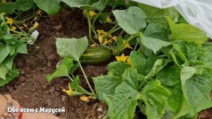 НОВОСТИ с ПОЛЕЙ мой ОГОРОД что ПРОИСХОДИТ после ВНЕСЕНИЯ МИКОРИЗЫ БАШИНКОМ@obovsemsmarusya