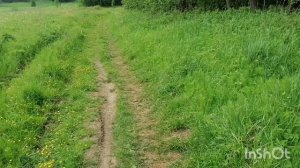 О моем участке #дача #осваениеземли #освоениеучастка #дачаснуля #целина #участок #дачасвоимируками