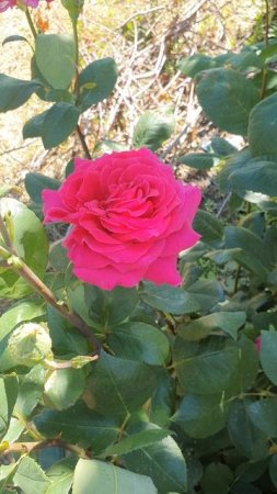 Красивущие розы на даче🌹🥀