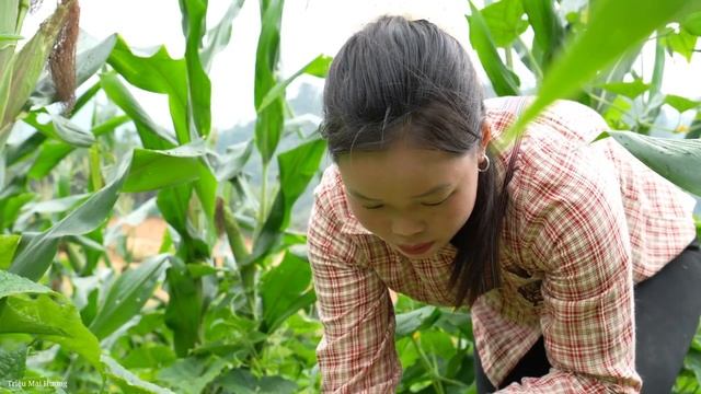 Harvesting Giant Melons to Sell at Market | Trieu Mai Huong''.