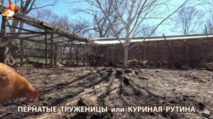Куры несушки свободного выгула и их обычная куриная рутина – эпизод (387)