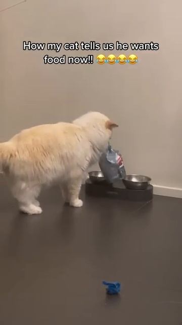 «Как мой кот говорит мне, что он хочет есть» #shorts смотреть онлайн