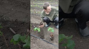 Посадка саженцев винограда на осень.
