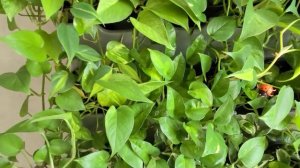 Фитостена из эпипремнумов  | Обзор, уход, ответы на вопросы