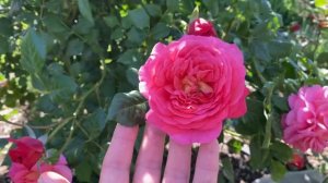 Бал Роз , Джеф Артист - фаворит ,ранние сорта роз в моем саду.#roses #розы #garden