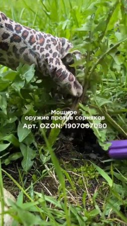 Корнеудалитель Nikoma

Артикул OZON - 1907067080
Артикул WB - 278288433