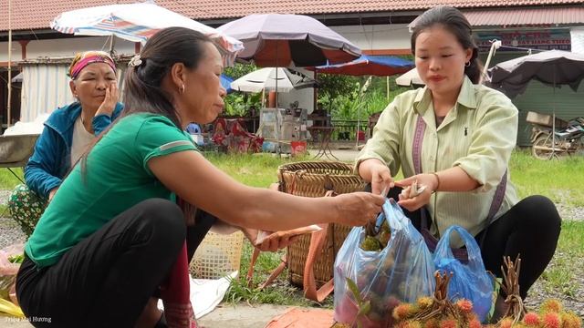 ''In The Forest There Are Ripe Red Rambutan Fruits Pick Them And Take Them. Trieu Mai Huong