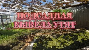 Глаша вывела утят. Ведет купать.