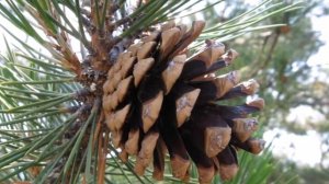 Лиственные и хвойные деревья  Детям о деревьях