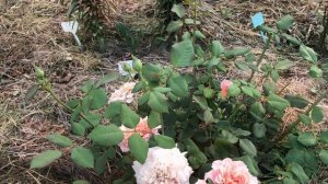 Роза Фестиваль садов в Шамоне
