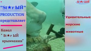 Самые удивительные морские обитатели.
