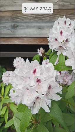 Рододендрон и азалия