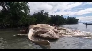 Малайзийский Монстр: Огромное существо, долго сокрытое от взора.