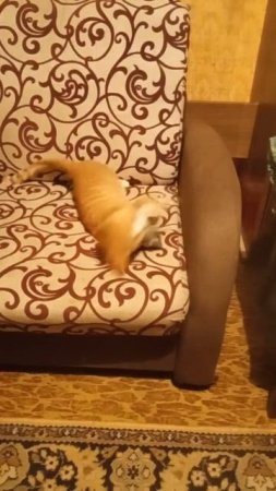from the life of a red-haired cat - мышь