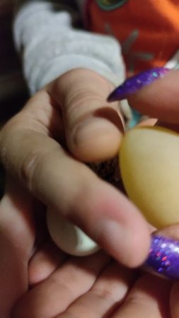 Ура! Мы дождались первого результата от перепëлок, выведенных в инкубаторе!)))