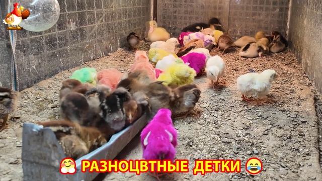 Цыплята и утята милые пушистики растут на радость хозяину (10)