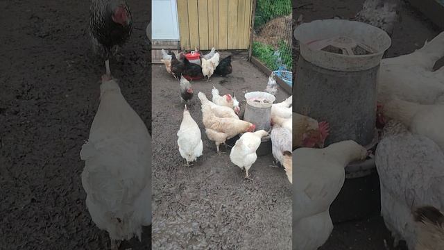 Доброе утро у курочек🐔