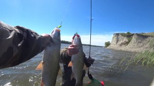 бешеный клев жереха и окуня в шторм на Дону с берега #жерех #окунь #дон #рыбалка #весна #природа