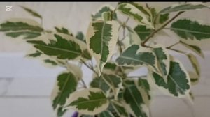 Фикус бенджамина ,вариегатная🌿🌿🌿