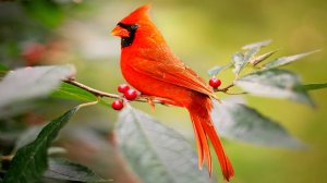 🐦 ИСЦЕЛЯЮЩЕЕ ЛЕЧЕБНОЕ ПЕНИЕ ПТИЦ И ОЧЕНЬ КРАСИВАЯ МУЗЫКА ДЛЯ ДУШИ 🎵 РАССЛАБЛЯЮЩАЯ МУЗЫКА ДЛЯ СНА