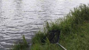 Светлые Горы Сом3 01.06.2025г.
