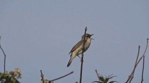 Певчая птичка