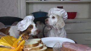 Chef Dogs Make Soup: Funny Dog Maymo & Potpie Make Their Favorite Soup Recipes