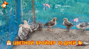 Цыплята Цветной бройлер 20 дней переехали на улицу из брудера ❣️🤗🐤