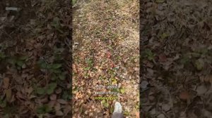 Как я потеряла саженцы и деньги