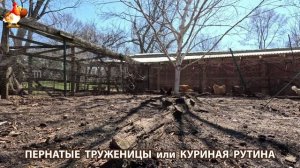 Куры несушки свободного выгула и их обычная куриная рутина – эпизод (384)