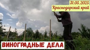 Краснодарский край(31.05.2025). Виноградные дела.