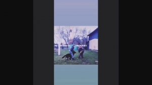 АЛВО РОСС ШАРМ