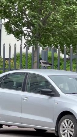 Кто поцарапал автомобиль.