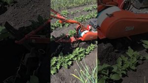 Окучивание картофеля мотоблоком